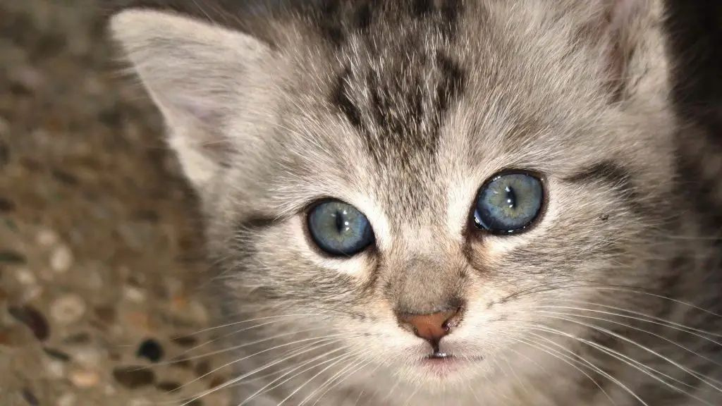 Ojos Azules Cat Purrfect Cat Breeds