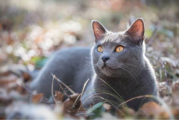Chartreux cat outside