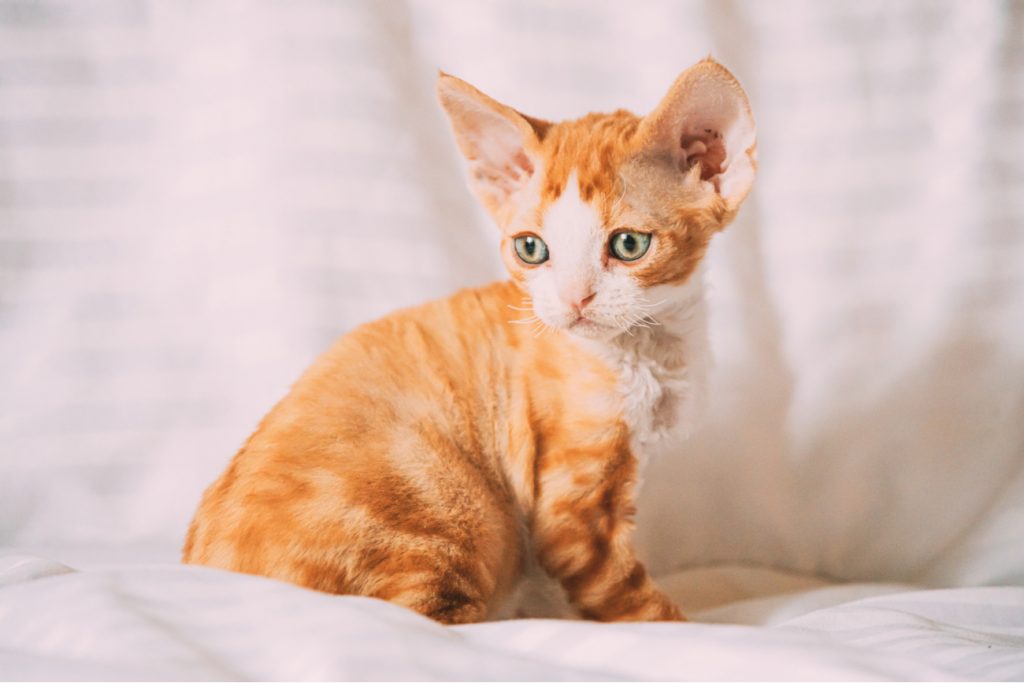 8 Most Popular Cat Breeds • Purrfect Cat Breeds