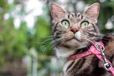 cat like dog