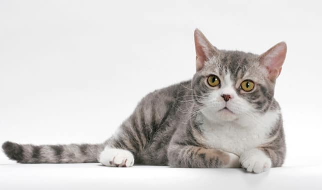 cat breed list