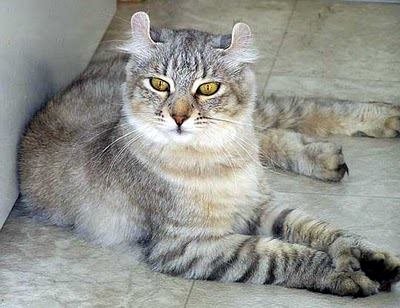 highlander cat info