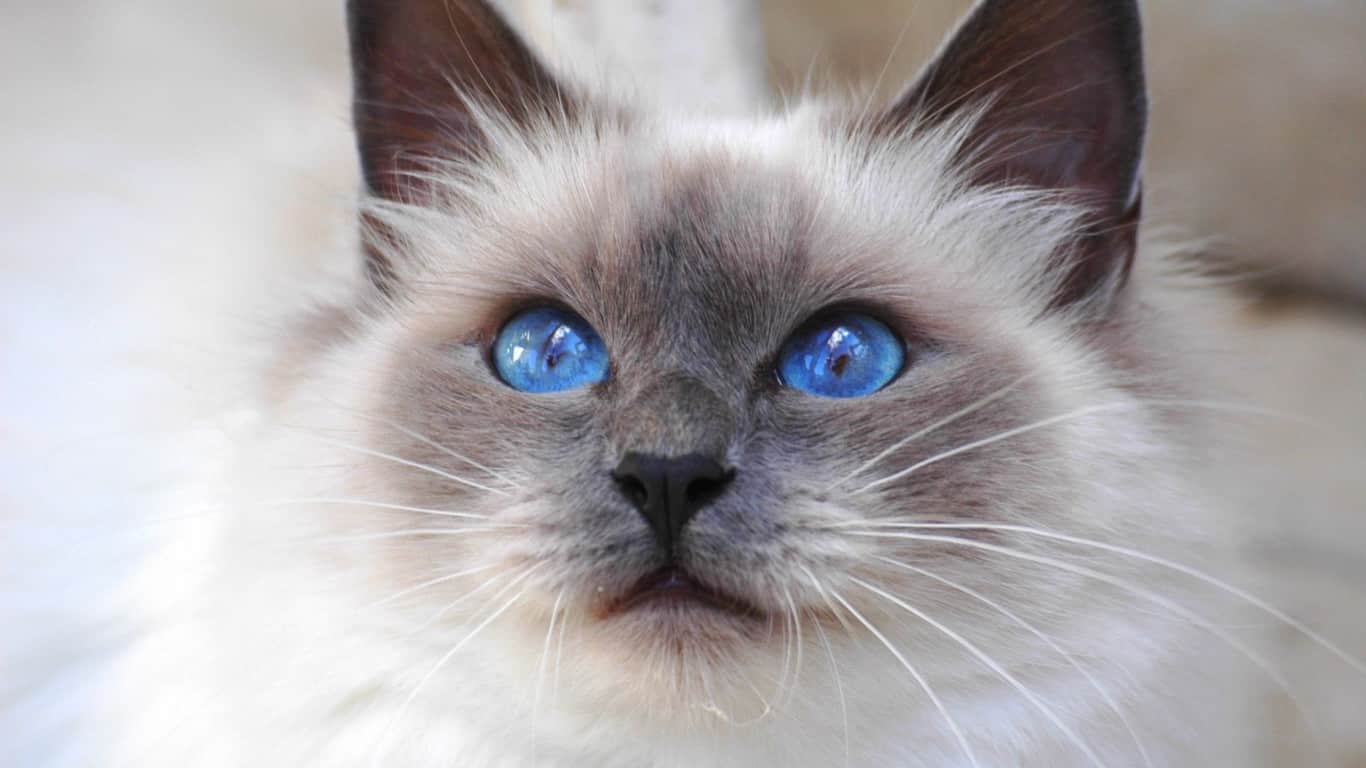 birman cat breed info