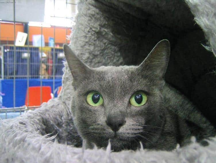 korat cat info