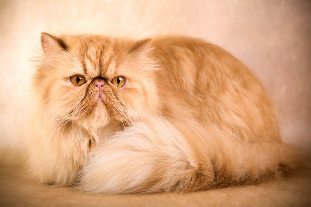 persian cat info