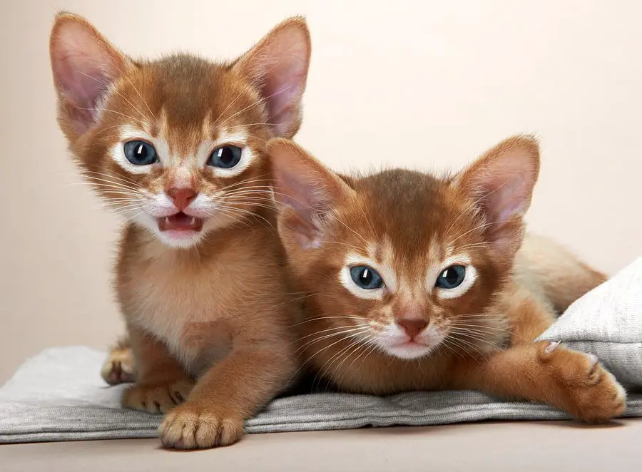abyssinian kittens