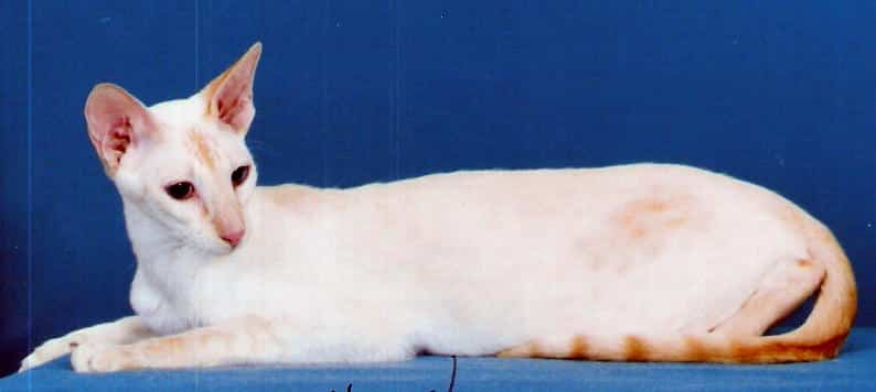 Colorpoint Shorthair cat breed