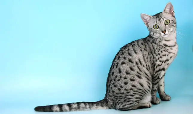  Egyptian  Mau Cat  Purrfect Cat  Breeds