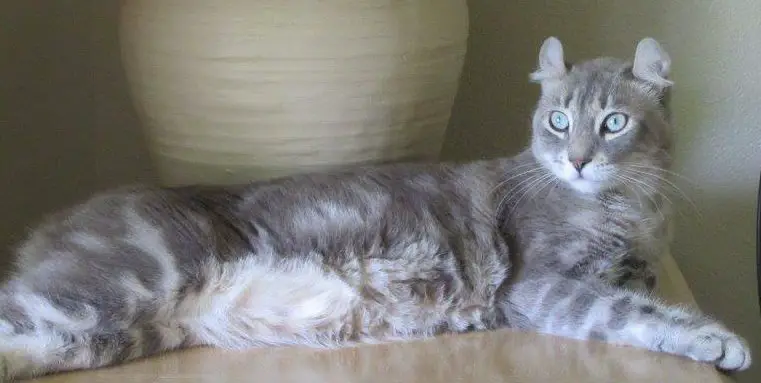 Highlander Cat breed info