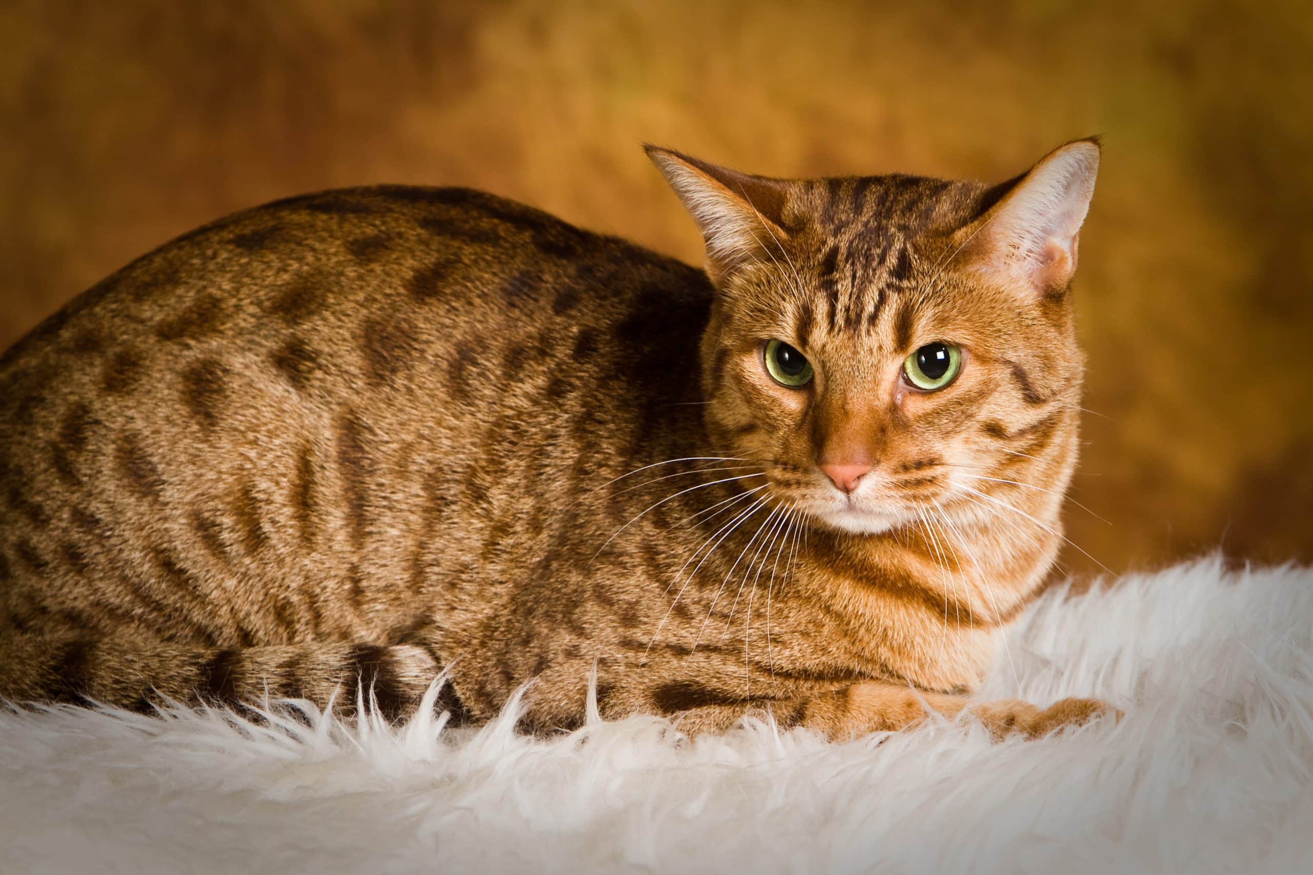 ocicat cat breed