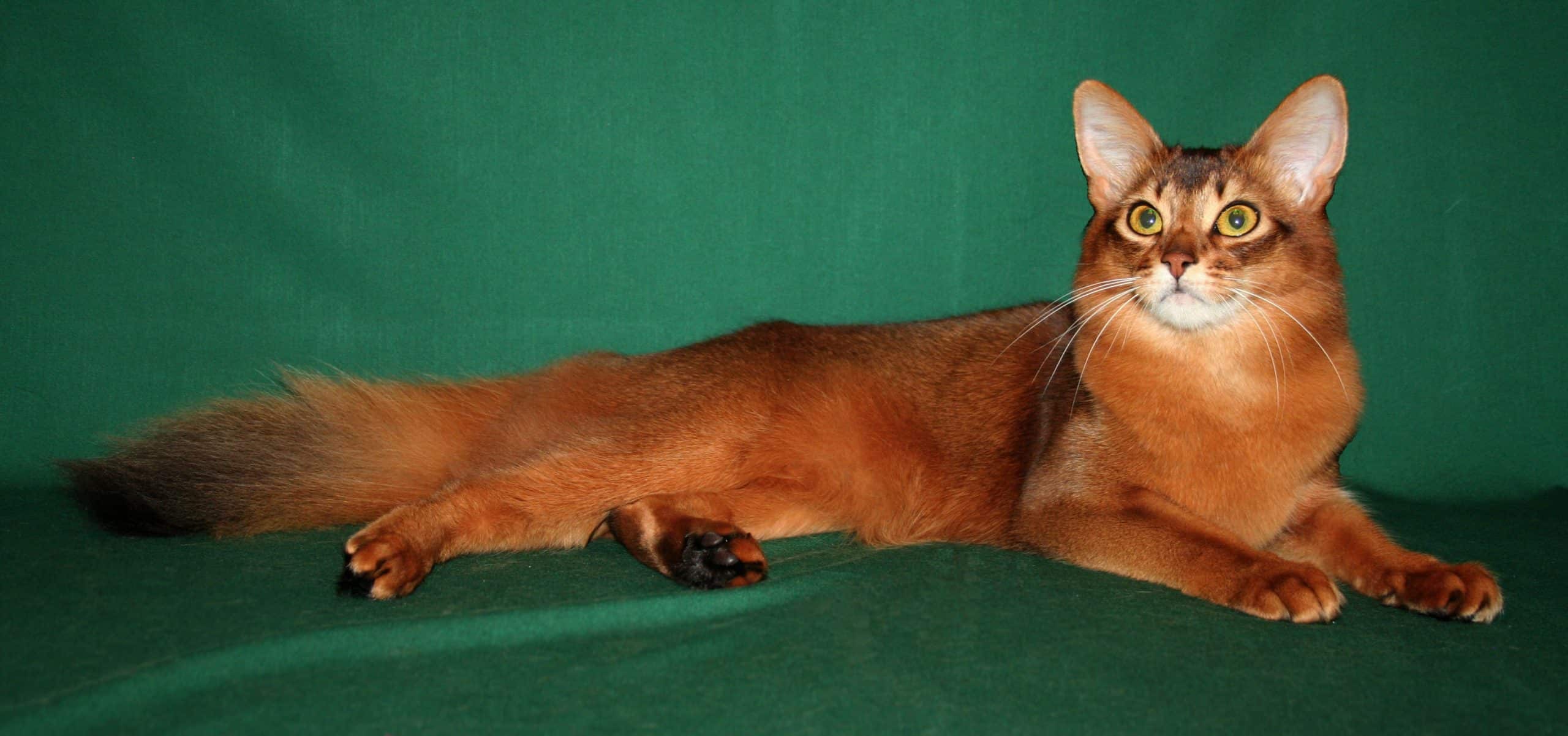 somali cat personality