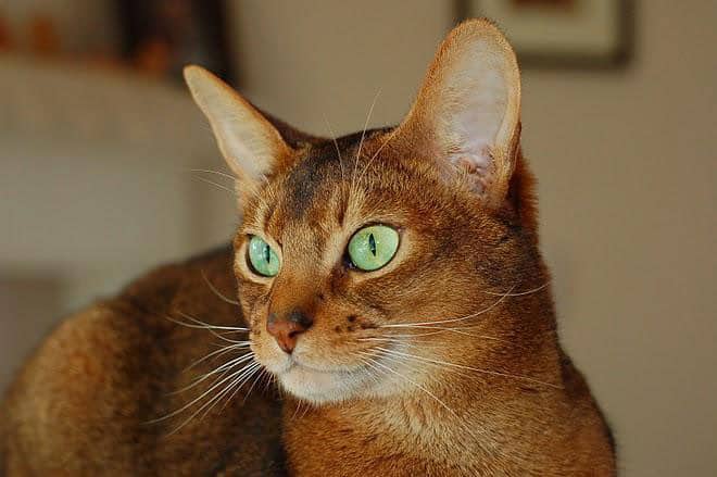 abyssinian cat breed