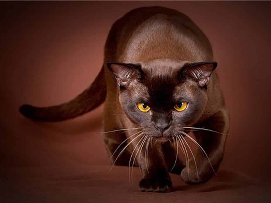havana brown cat breed info