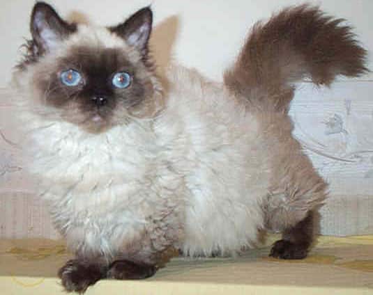 lambkin dwarf cat info