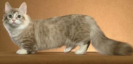 munchkin cat personality