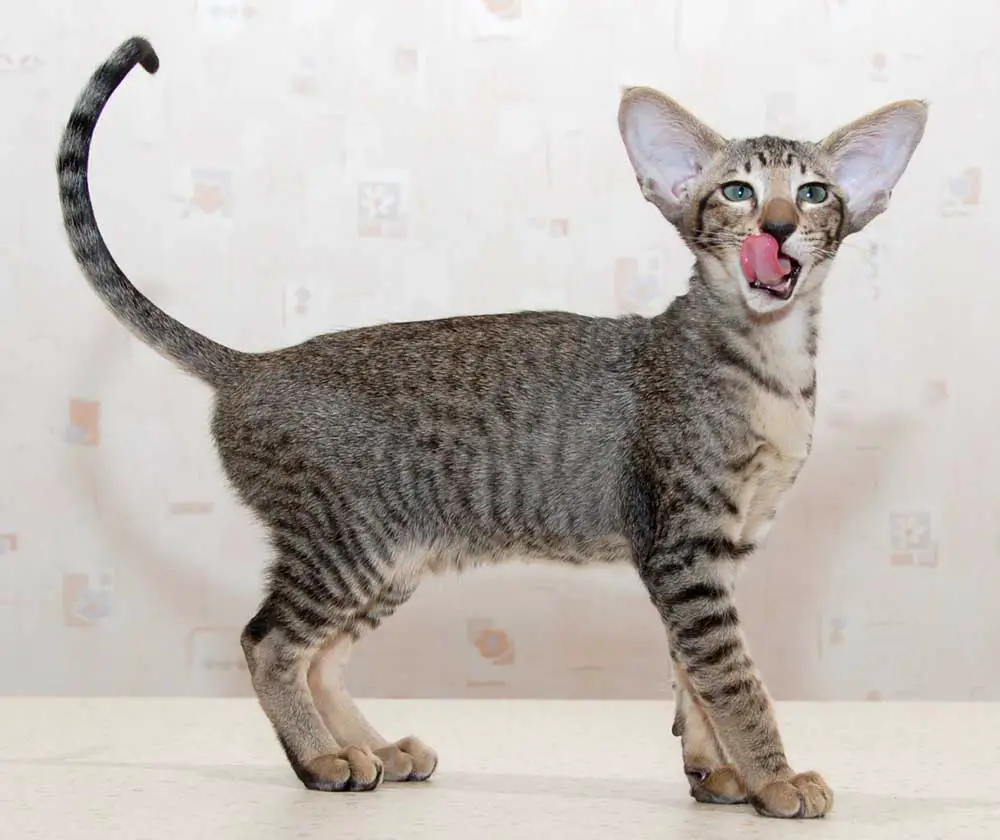 oriental cat breed