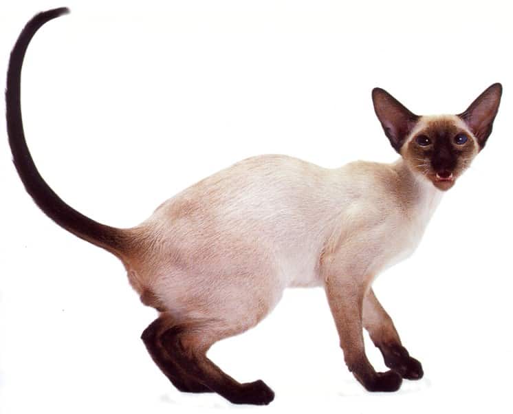 Siamese Cat breed info
