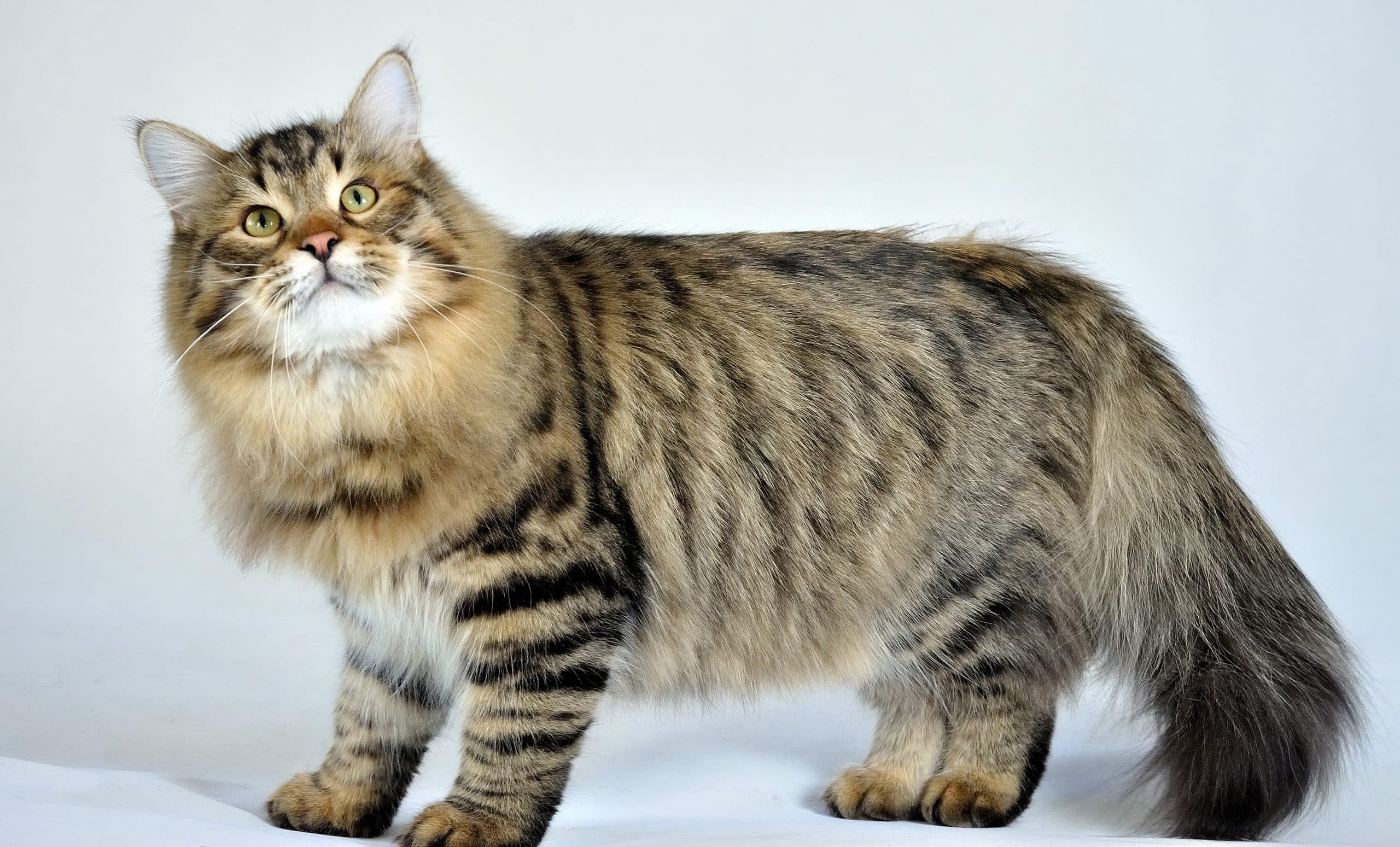 siberian cat breeds