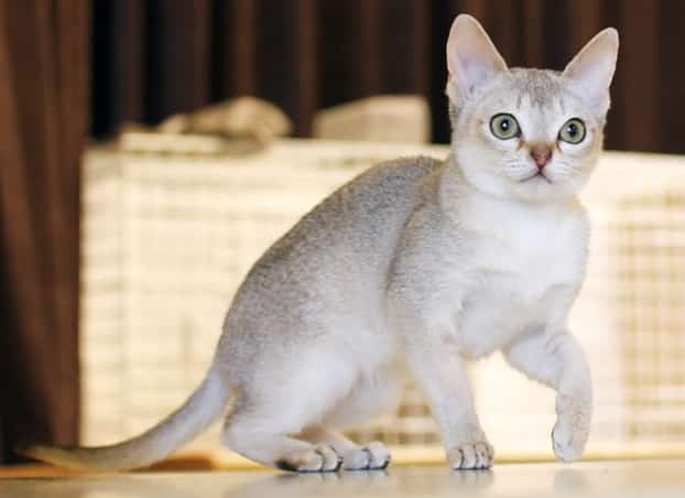 singapura cat info