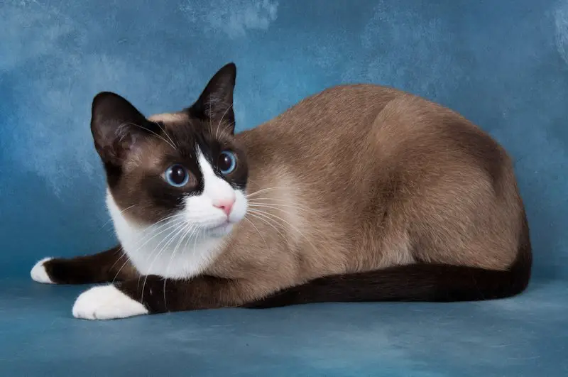 snowshoe cat