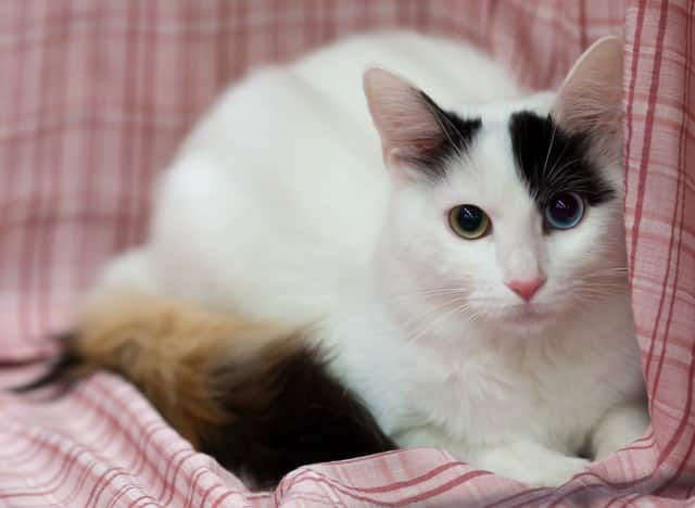 turkish van cat breed