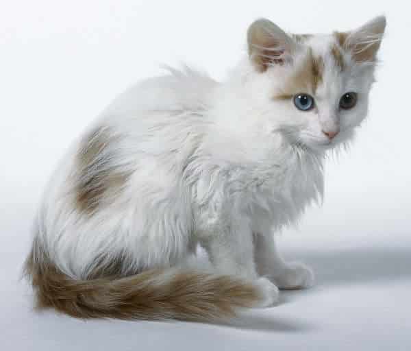 turkish van cat breeds