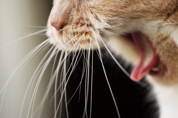 do cat whiskers grow back