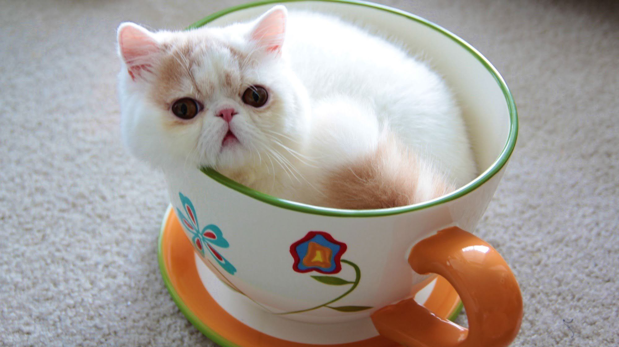 teacup cats