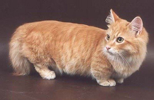 Munchkin cat