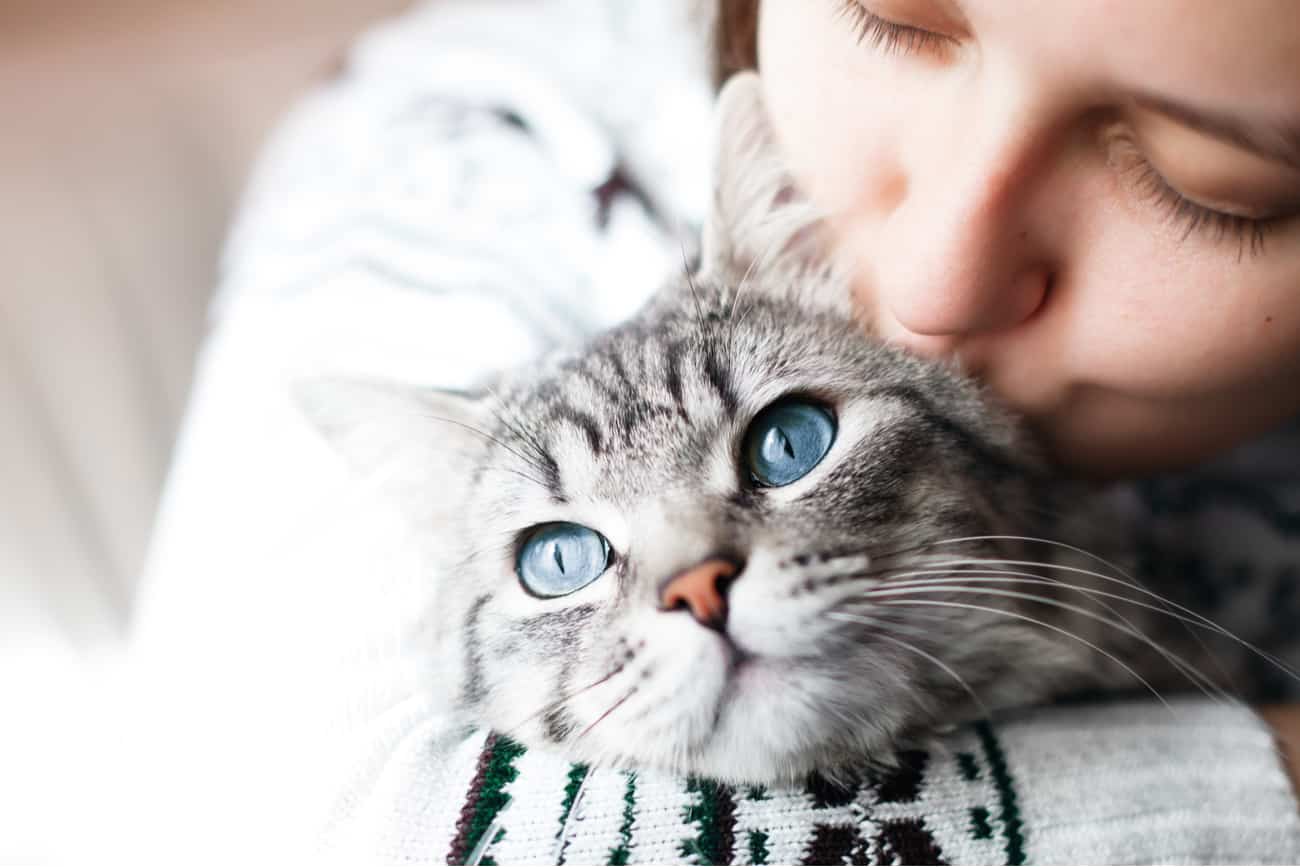Cat being affectionate with person