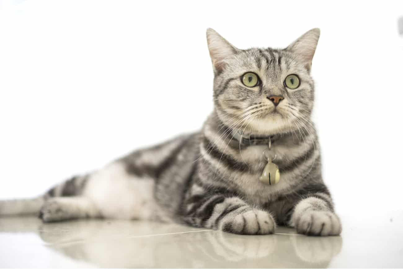 American Shorthair cat laying down