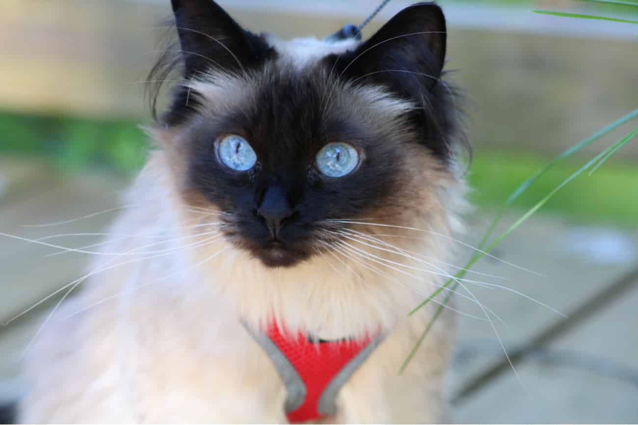Balinese cat