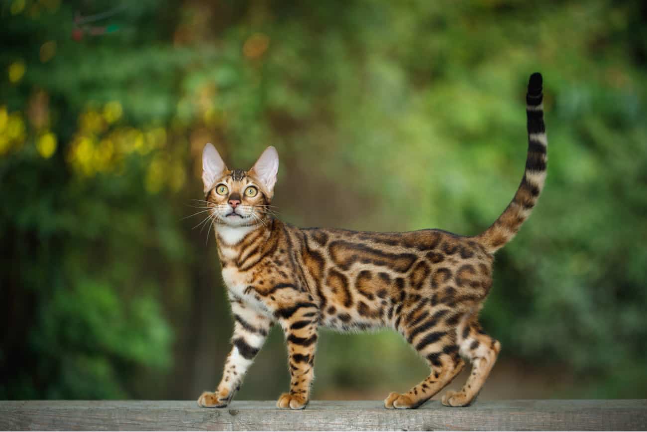 Bengal cat outside