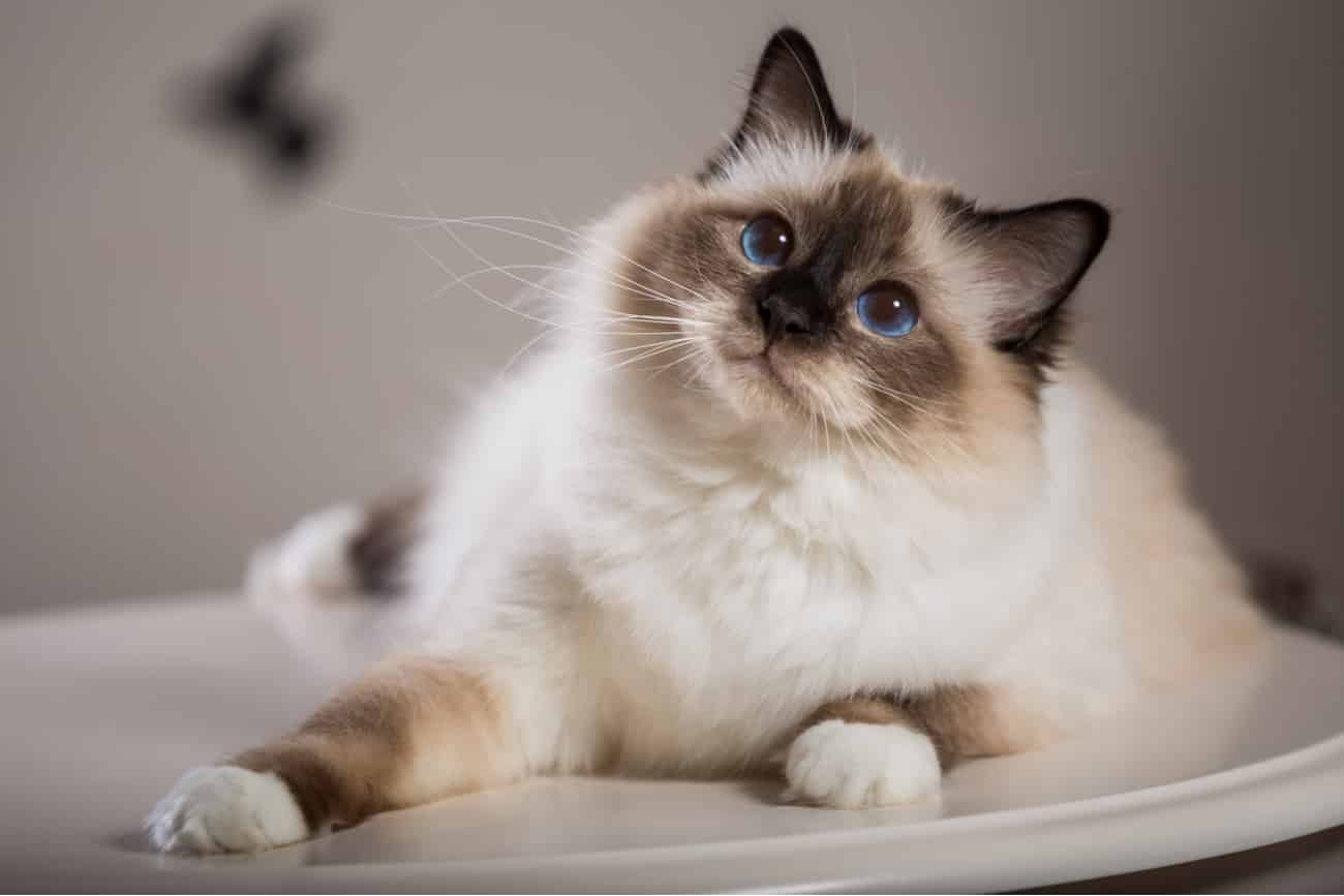 Birman cat laying down