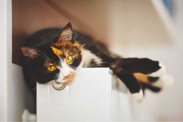 Bored cat
