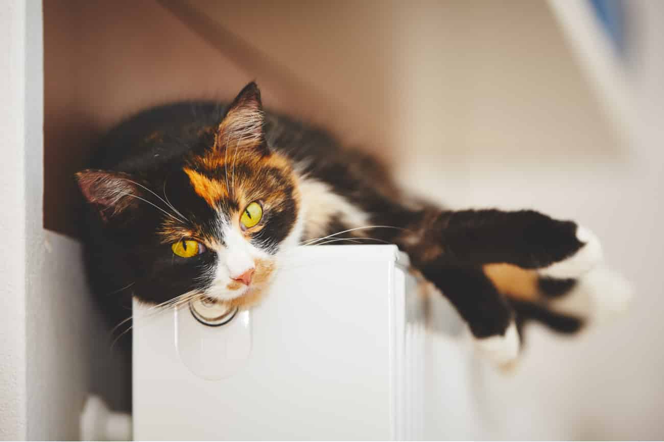 Bored cat