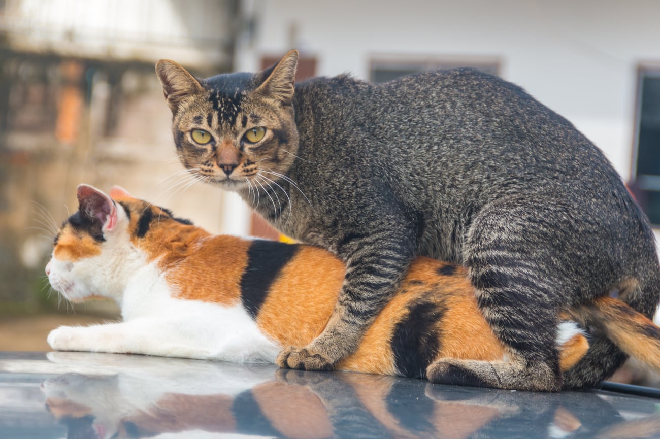 How Long Do Cats Go Missing For? Cats, Cat neutering, Cat in heat
