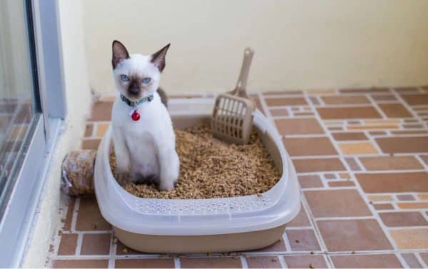 Cat in litter box
