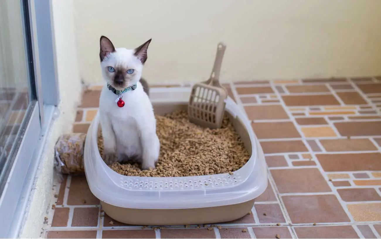 How to Train a Cat to Use a Litter Box Purrfect Cat Breeds
