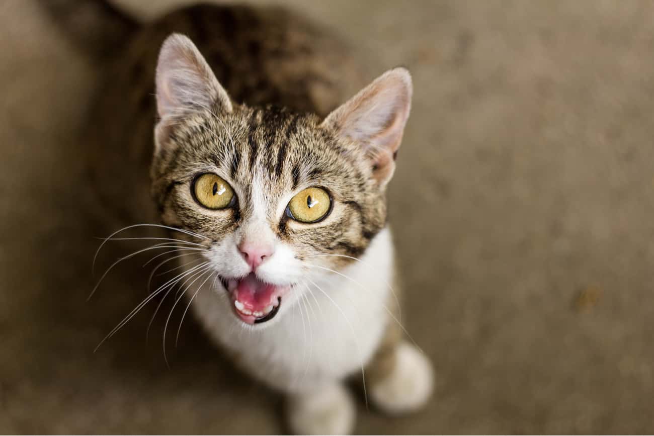 Cat meowing