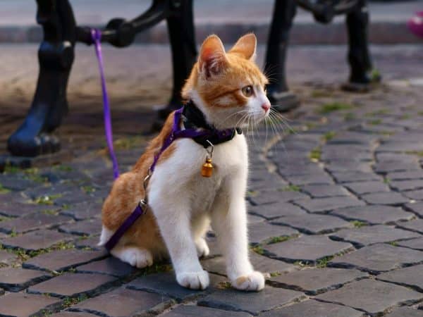 Cat on leash