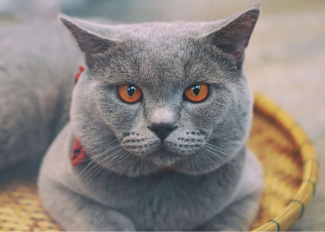 Chartreux cat