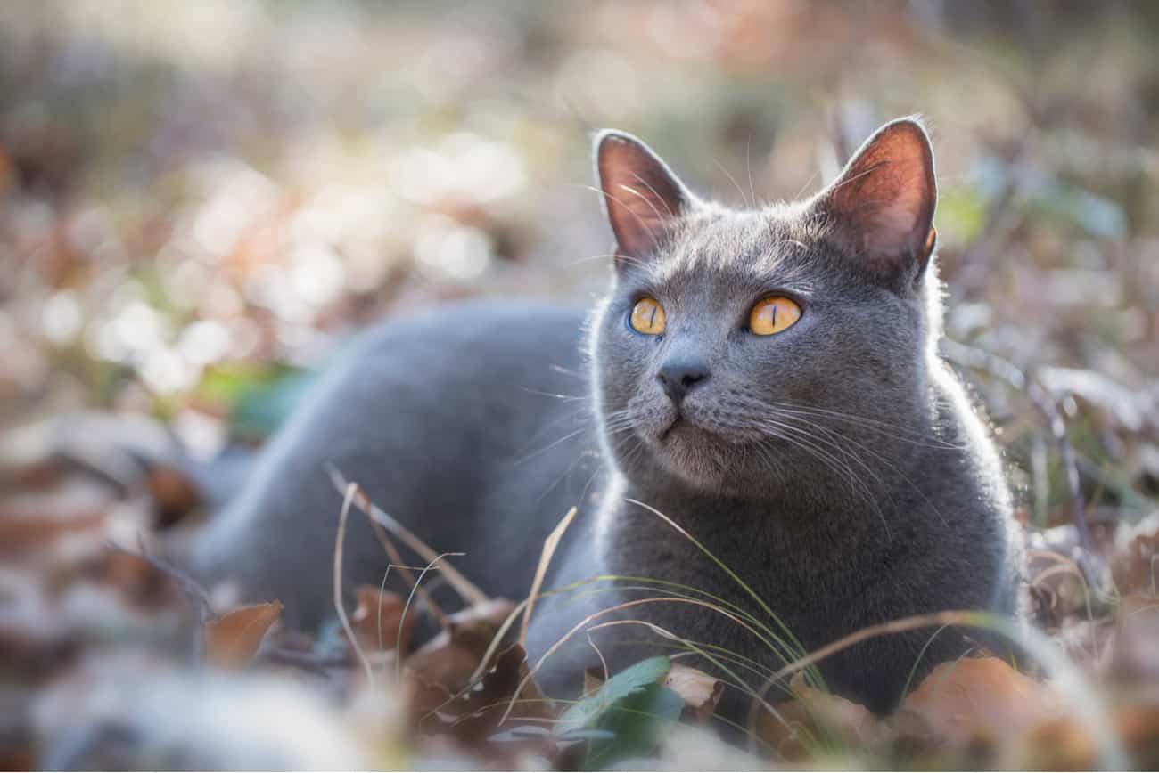 Chartreux cat outside