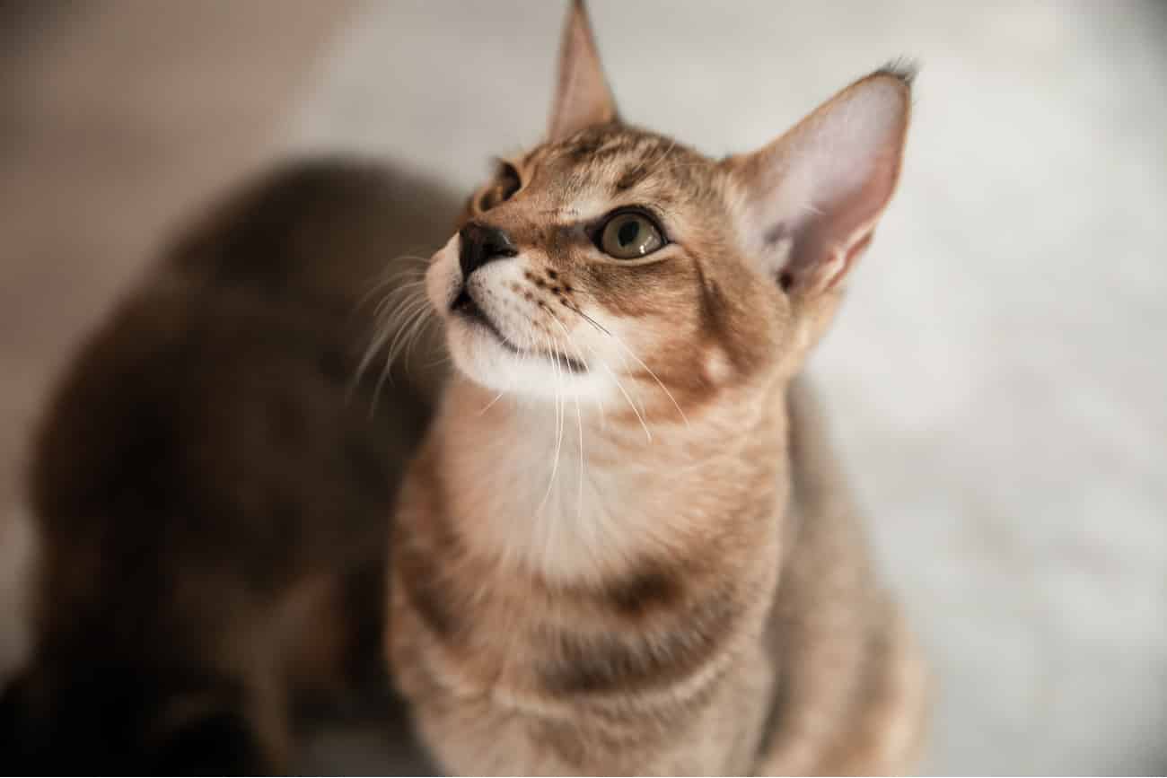 Chausie cat