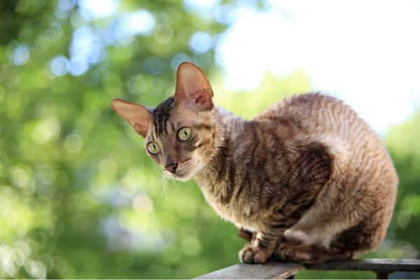 Cornish Rex cat
