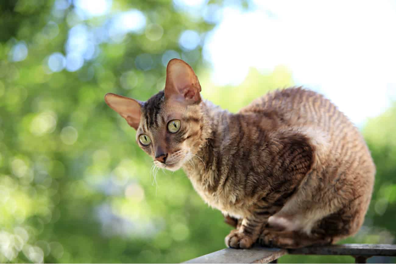 Cornish Rex cat