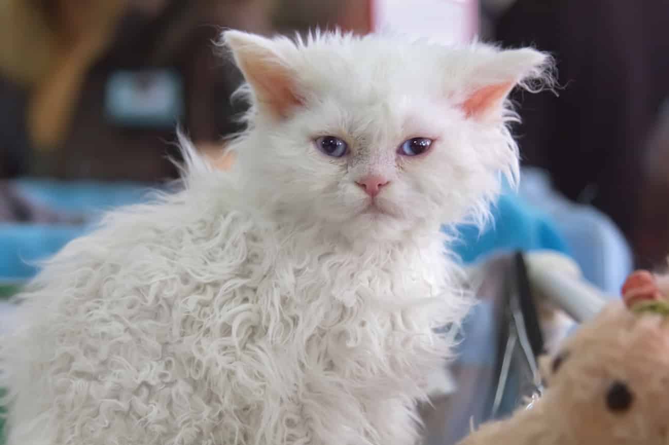 Curly selkirk rex cat
