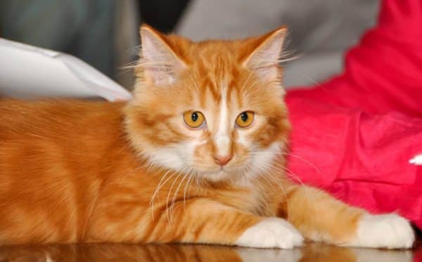 Cymric cat