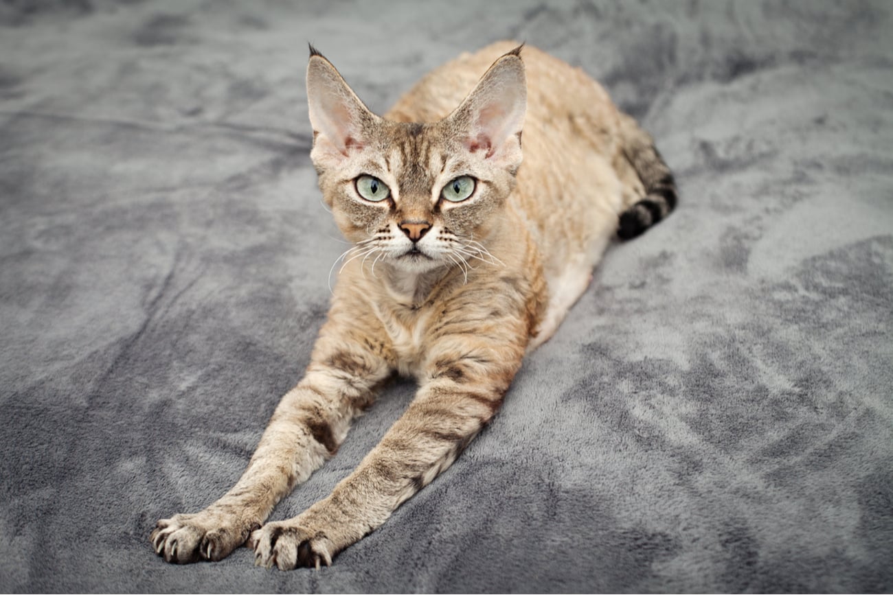 Devon Rex cat