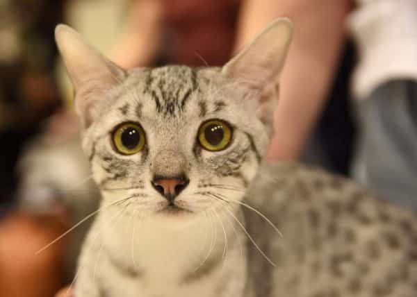  Egyptian  Mau Cat  Breed  Purrfect Cat  Breeds